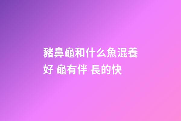 豬鼻龜和什么魚混養好 龜有伴 長的快